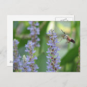 Het Briefkaart van Pickerel en van de Mot (Voorkant / Achterkant)