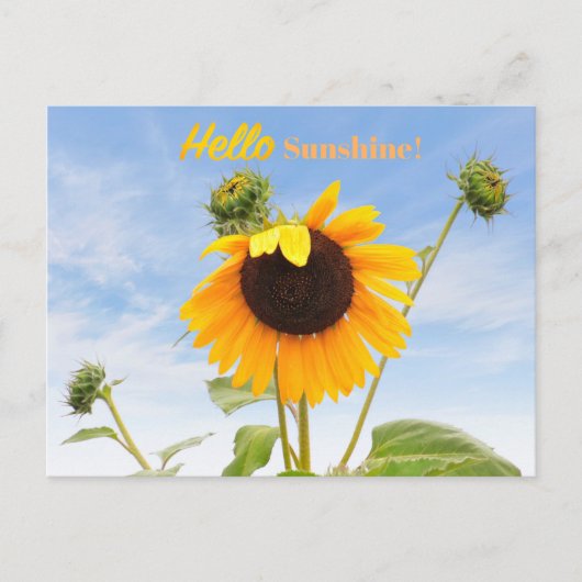 Het Briefkaart Waving Sunflower (Voorkant)