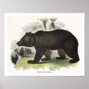 Het bruine Beer, educatieve illustratiepub. door t Poster