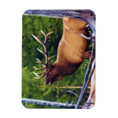 Het Bugler Elk Bull Magneet (Verticaal)