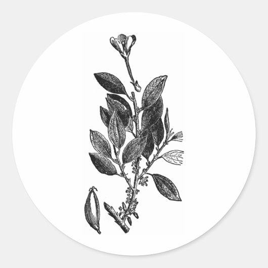 Het cacao Plant (rauwe chocolade) Ronde Sticker (Voorkant)