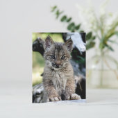 Het Canadese Katje van de Lynx Briefkaart (Staand voorkant)
