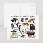 "Het Canadese schild" Briefkaart (Voorkant / Achterkant)