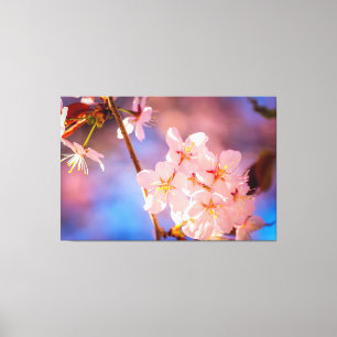 Het charmeren van de Sakura-bloemen in het voorjaa Canvas Afdruk