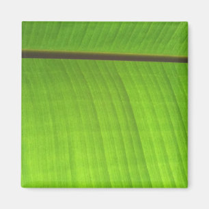 Het Close-up van het Blad van de banaan Magneet