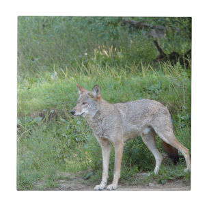 Het Collectie van de coyote Tegeltje