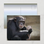Het denken over het Monkeying rond Briefkaart (Voorkant / Achterkant)