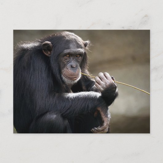 Het denken over het Monkeying rond Briefkaart (Voorkant)