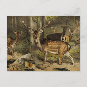 Het dierlijk Briefkaart "Rustic Antler Deer"