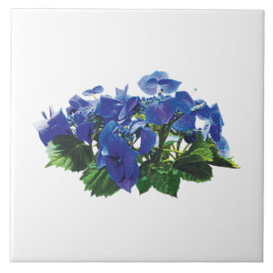 Het donkerblauwe Pet van het Kant van de Hydrangea Tegeltje