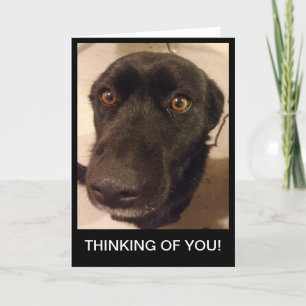 Het droevige Denken van de Hond aan u kaart