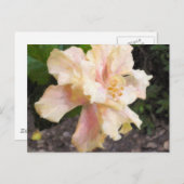 Het dubbele Briefkaart van de Hibiscus (Voorkant / Achterkant)