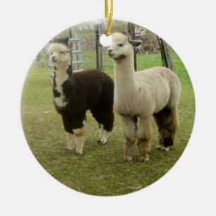 Het Duo van de alpaca Keramisch Ornament