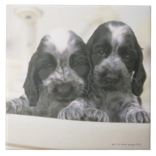 Het Engelse Cocker Spaniel is een hondenras. Het Tegeltje