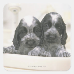 Het Engelse Cocker Spaniel is een hondenras. Het Vierkante Sticker
