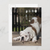 Het Engelse Puppy van de Buldog Briefkaart (Voorkant / Achterkant)