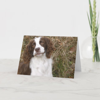 Het Engelse Spaniel van de Aanzetsteen - de Beste Kaart