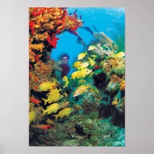 Het Florida-rif in de Florida Keys Poster