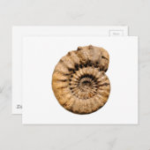 Het Fossiel van de ammoniet Briefkaart (Voorkant / Achterkant)