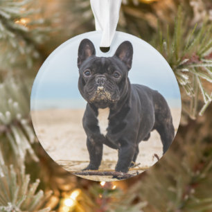 Het Franse Bulldog Spelen in de zand Ornament