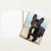 Het Franse Bulldog Spelen in de zand Planner (Display)