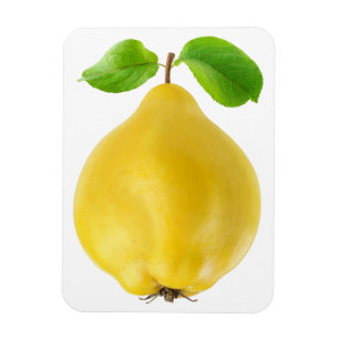 Het fruit van de kweepeer magneet