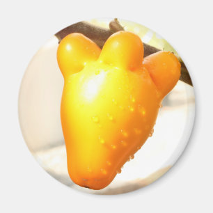 Het Fruit van het Gezicht van de vos (mammosum van Magneet