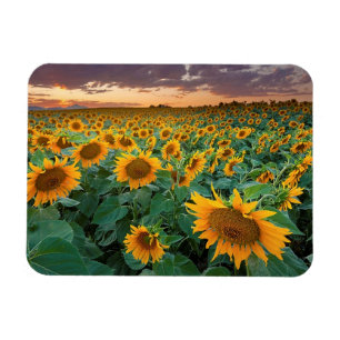Het Gebied van de zonnebloem in Longmont, Colorado Magneet