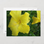 Het gele Briefkaart van de Hibiscus (Voorkant / Achterkant)