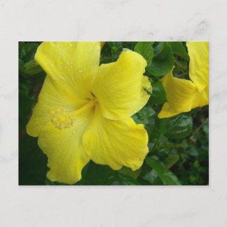 Het gele Briefkaart van de Hibiscus