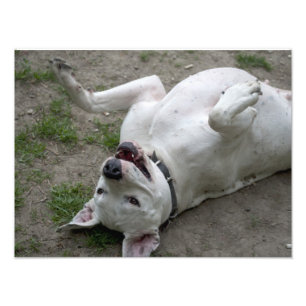 Het gelukkige Meisje van Dogo Argentino Foto Afdruk
