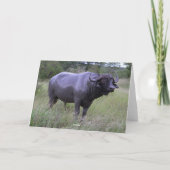 Het gelukkige Modderbad van de Buffels van de Kaap Kaart (Achterkant)