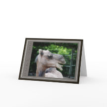 Het Gezicht van de kameel wordt goed Wensen