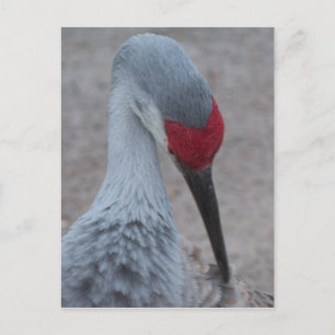 Het gezicht van een Sand Hill Crane Briefkaart
