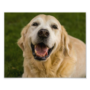 Het glimlachen Golden Retriever Portret Foto Afdruk