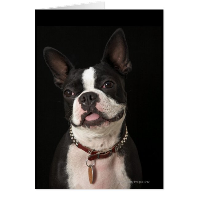 Het glimlachen van Boston Terrier (Voorkant)