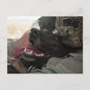 Het glimlachen van de Duitse militaire hond Shephe Briefkaart