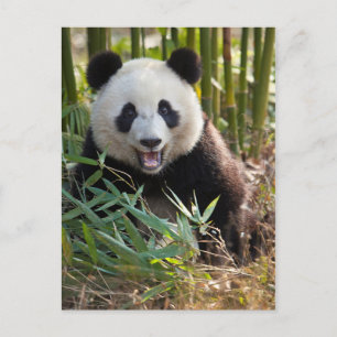 Het glimlachen van het portret van Panda Briefkaart