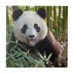 Het glimlachen van het portret van Panda Tegeltje