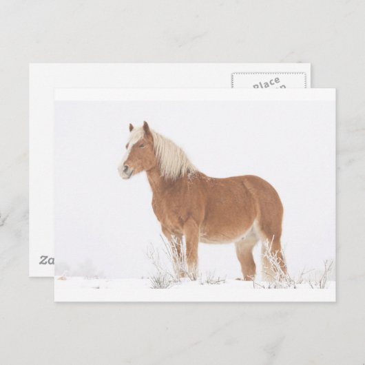 Het glimlachen van Paard Palomino in de Sneeuw Briefkaart (Voorkant / Achterkant)