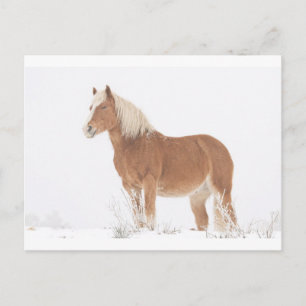 Het glimlachen van Paard Palomino in de Sneeuw Briefkaart
