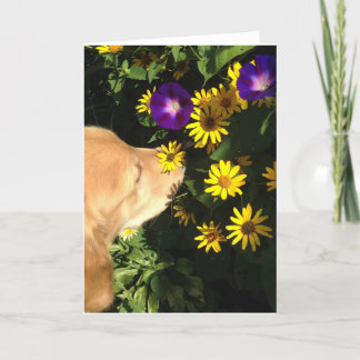 Het golden retriever vergt tijd om de bloemen te bedankkaart