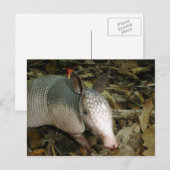 Het Gordeldier van het baby Briefkaart (Voorkant / Achterkant)