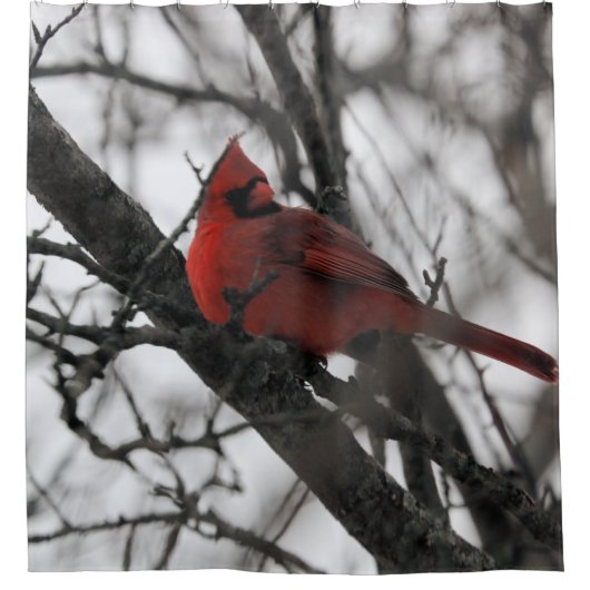 Het gordijn Mr Shower (Voorkant)