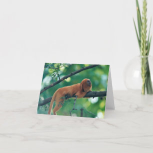 HET GOUDEN VAN DE LEEUW WENSKAART VAN DE TAMARIN- KAART