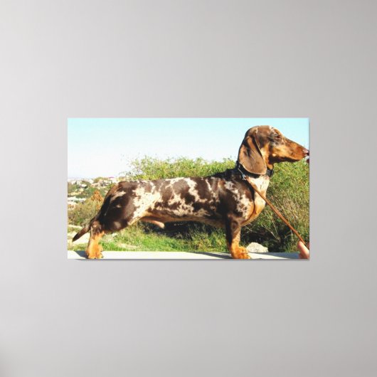 Het Grand Dachshund Canvas Afdruk (Voorkant)