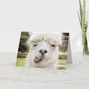 Het Grappige Gezicht van de alpaca Kaart