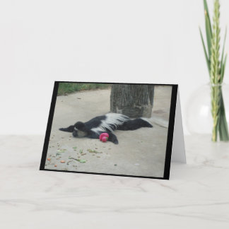 Het grappige Wenskaart van de Aap Kaart