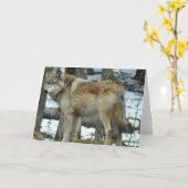 Het grijze Wenskaart van de Wolf Kaart (Gele Bloem)