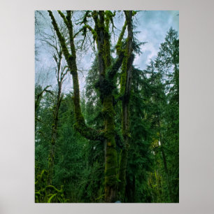 Het groen in de bomen Poster